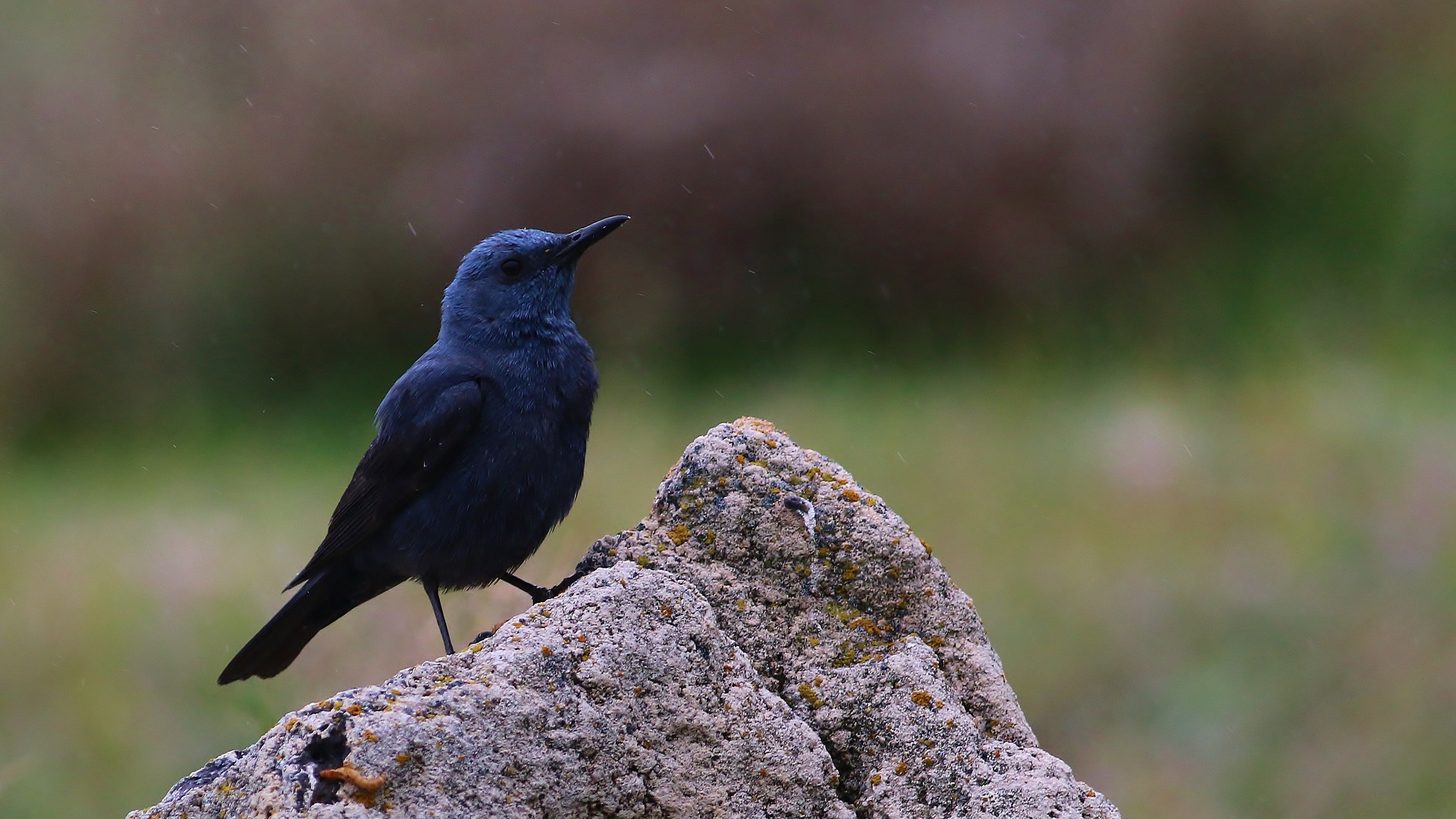Blue Rock-Thrush — Ana fotoğraf